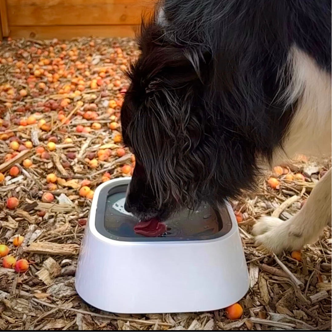 Anypet No-spill Dog Water Bowl, Anti-splash Pet Slow Drinking