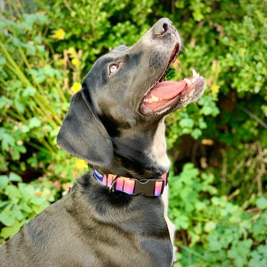 Millie with Morning Glory Dog Collar